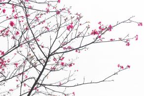 华英路樱花主题公园