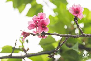 华英路樱花主题公园