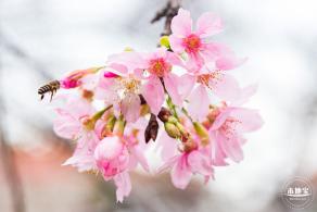 华英路樱花主题公园