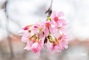 华英路樱花主题公园