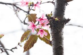 华英路樱花主题公园