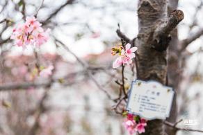华英路樱花主题公园