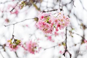 华英路樱花主题公园
