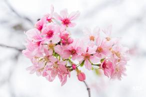 华英路樱花主题公园