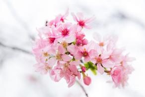 华英路樱花主题公园