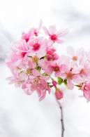 华英路樱花主题公园