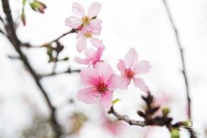 华英路樱花主题公园