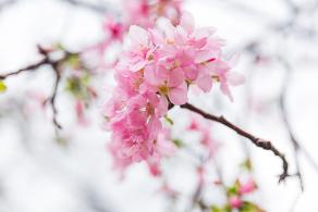 华英路樱花主题公园