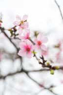 华英路樱花主题公园