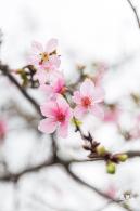 华英路樱花主题公园