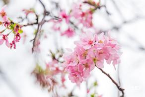 华英路樱花主题公园