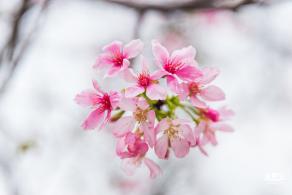 华英路樱花主题公园