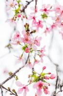 华英路樱花主题公园