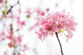 华英路樱花主题公园