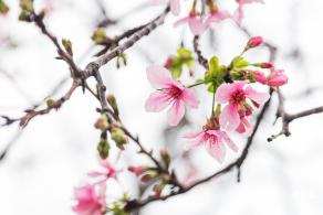 华英路樱花主题公园