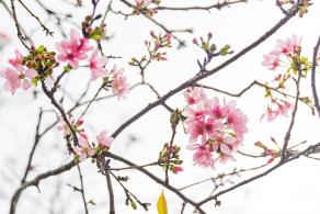 华英路樱花主题公园