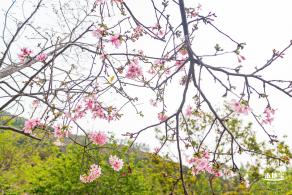 华英路樱花主题公园