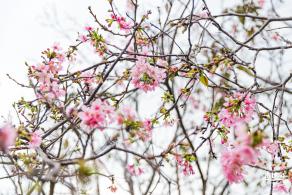 华英路樱花主题公园