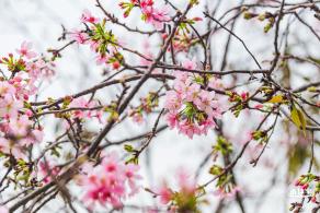 华英路樱花主题公园