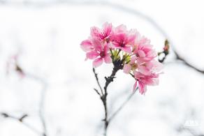 华英路樱花主题公园