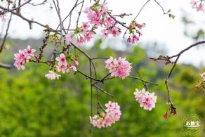 华英路樱花主题公园