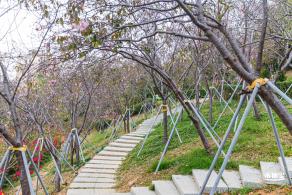 华英路樱花主题公园