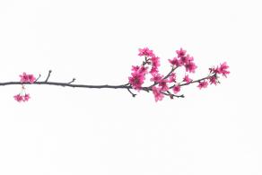 华英路樱花主题公园