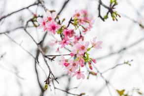 华英路樱花主题公园