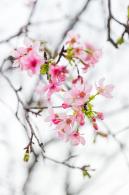 华英路樱花主题公园
