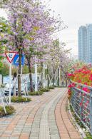 华英路樱花主题公园