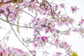 华英路樱花主题公园