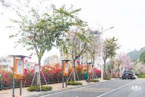华英路樱花主题公园