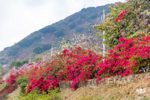 华英路樱花主题公园