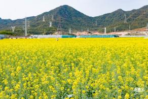 深圳农科院油菜花海