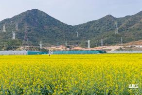 深圳农科院油菜花海