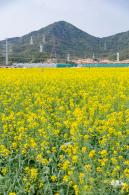 深圳农科院油菜花海