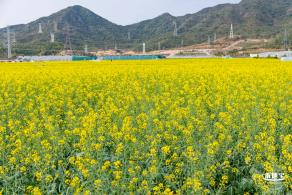 深圳农科院油菜花海