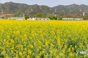 深圳农科院油菜花海
