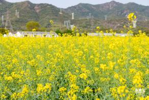 深圳农科院油菜花海