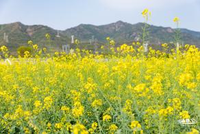 深圳农科院油菜花海