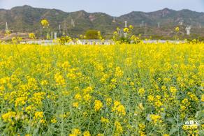 深圳农科院油菜花海