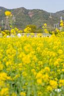 深圳农科院油菜花海