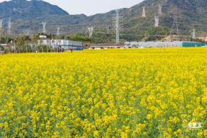 深圳农科院油菜花海