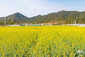 深圳农科院油菜花海