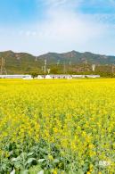 深圳农科院油菜花海
