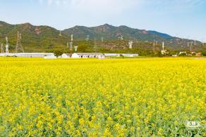 深圳农科院油菜花海
