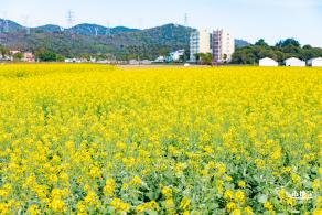 深圳农科院油菜花海