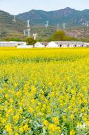 深圳农科院油菜花海