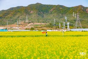 深圳农科院油菜花海