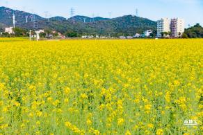 深圳农科院油菜花海
